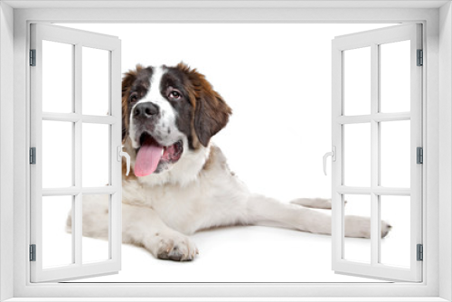 Fototapeta Naklejka Na Ścianę Okno 3D - St Bernard puppy