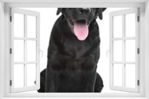 Fototapeta Naklejka Na Ścianę Okno 3D - Black Labrador puppy