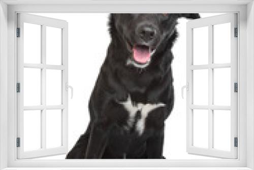 Fototapeta Naklejka Na Ścianę Okno 3D - mixed breed dog