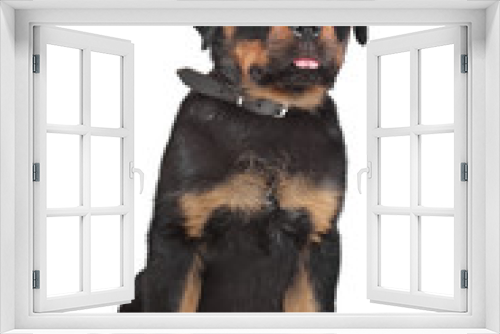 Fototapeta Naklejka Na Ścianę Okno 3D - rottweiler puppy
