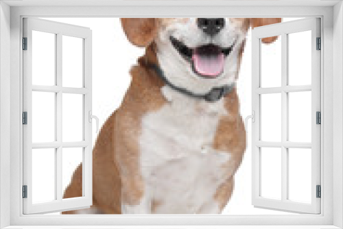 Fototapeta Naklejka Na Ścianę Okno 3D - Beagle