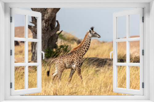 Fototapeta Naklejka Na Ścianę Okno 3D - Giraffe walking through the grasslands in Kenya