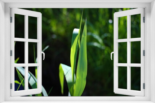 Fototapeta Naklejka Na Ścianę Okno 3D - Green grass on a sunny day
