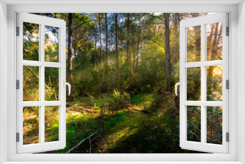 Fototapeta Naklejka Na Ścianę Okno 3D - Paisaje bosque