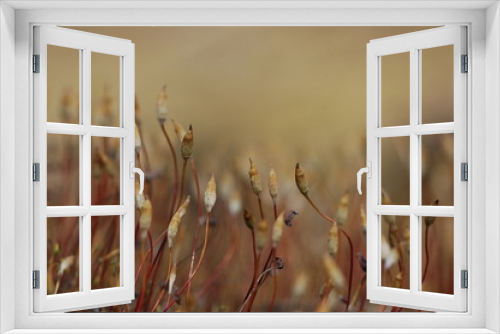 Fototapeta Naklejka Na Ścianę Okno 3D - Great goldilocks