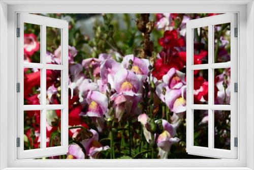Fototapeta Naklejka Na Ścianę Okno 3D - Nature Plants Flower