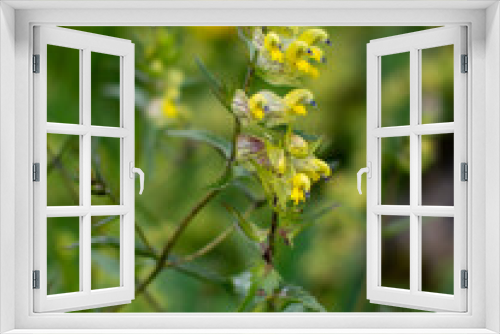 Fototapeta Naklejka Na Ścianę Okno 3D - yellow flowers on a green background