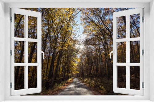Fototapeta Naklejka Na Ścianę Okno 3D - Gravel road through autumn forest on a sunny fall day.