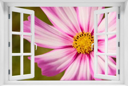 Fototapeta Naklejka Na Ścianę Okno 3D - Close-up view pink and white petals with yellow pollen