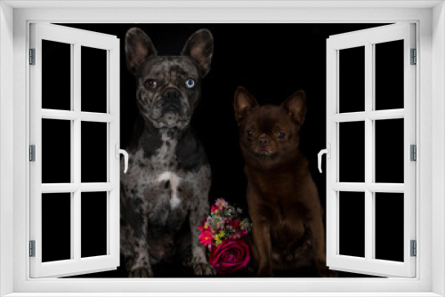 Fototapeta Naklejka Na Ścianę Okno 3D - french bulldog and chihuahua