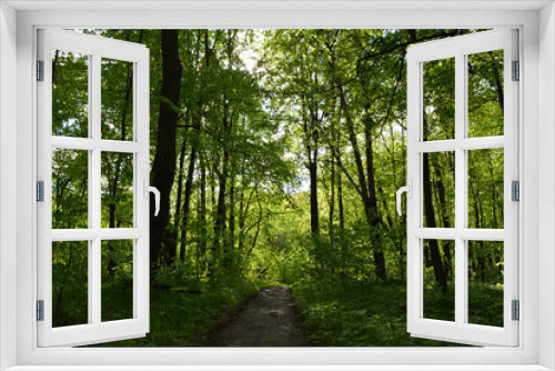 Fototapeta Naklejka Na Ścianę Okno 3D - Walking path through lush green forest. Summer landscape.