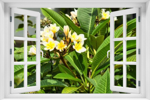 Fototapeta Naklejka Na Ścianę Okno 3D - Cambodia plant in bloom with white and yellow flowers, close up with blurry background