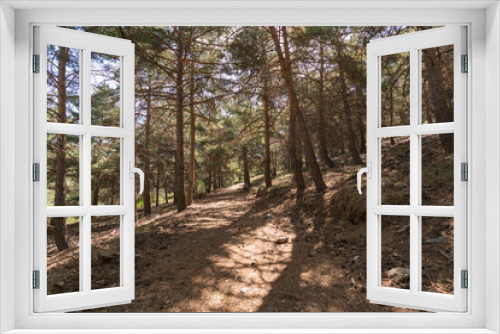 Fototapeta Naklejka Na Ścianę Okno 3D - pine forest in Sierra Nevada