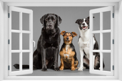 Fototapeta Naklejka Na Ścianę Okno 3D - group of three cute dogs a black labrador retriever and a dachshund terrier mix and a border collie sitting next to each other portrait in the studio against a grey background