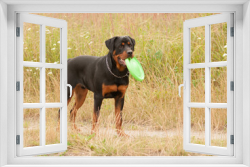 Fototapeta Naklejka Na Ścianę Okno 3D - The young Rottweiler dog playing with his favorite toy on the walk.