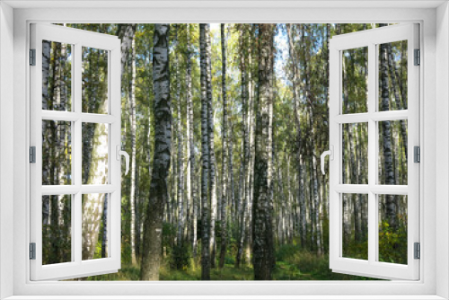 Fototapeta Naklejka Na Ścianę Okno 3D - summer Russian birch grove under the sun