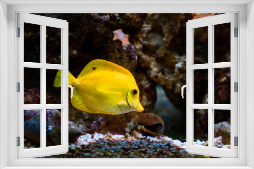 Fototapeta Naklejka Na Ścianę Okno 3D - yellow fish at the coral reef