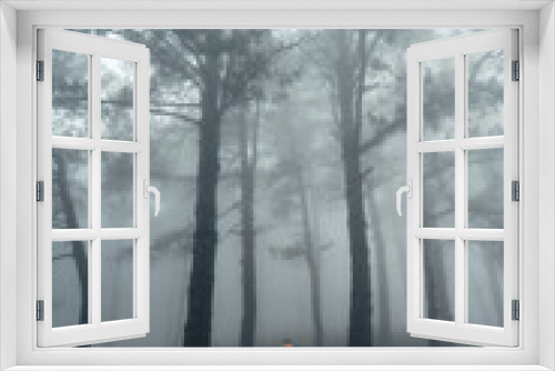 Fototapeta Naklejka Na Ścianę Okno 3D - Hiking  In the misty pine forest In the summer morning