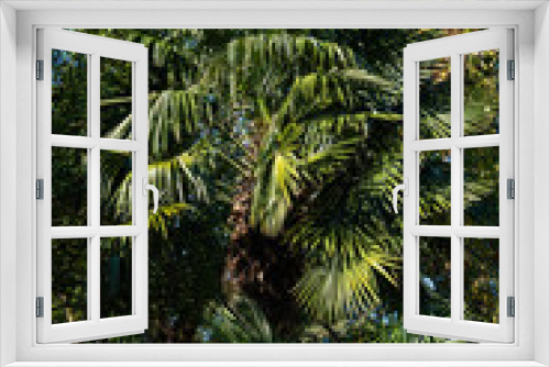 Fototapeta Naklejka Na Ścianę Okno 3D - Tall Chinese windmill palm (Trachycarpus fortunei) or Chusan palms in public city park. Sochi city. Close-up. Palm trees surrounded by evergreen trees against blue sky.