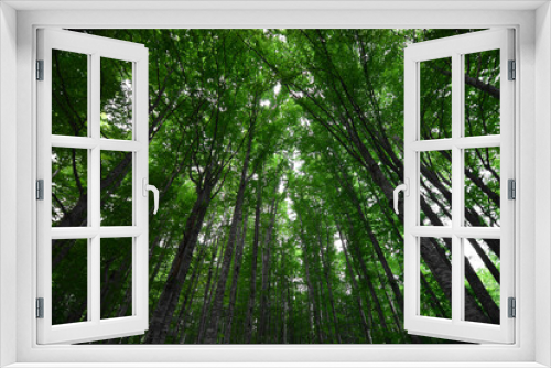 Fototapeta Naklejka Na Ścianę Okno 3D - il verde intenso della foresta primaverile