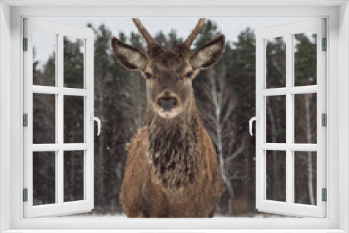 Fototapeta Naklejka Na Ścianę Okno 3D - Deer in snowy forest field
