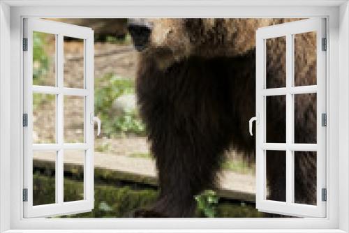 Fototapeta Naklejka Na Ścianę Okno 3D - Braun Bär