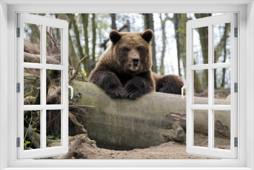 Fototapeta Naklejka Na Ścianę Okno 3D - Braun Bär