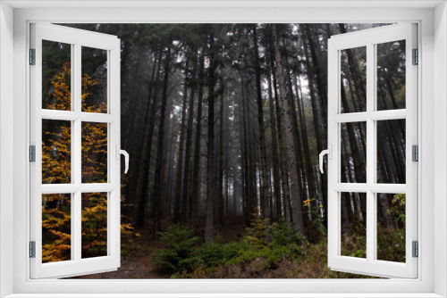 Fototapeta Naklejka Na Ścianę Okno 3D - Autumn landscape of dark forest trees during a tourist hike in the Carpathians in the afternoon