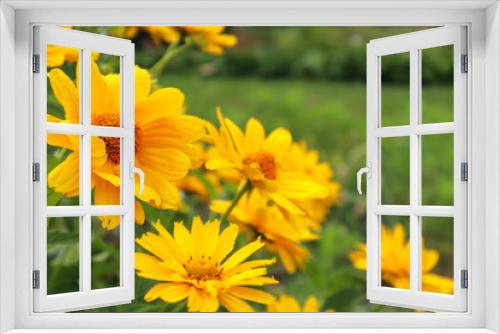 Fototapeta Naklejka Na Ścianę Okno 3D - Yellow rudbeckia flowers in the garden, side view, place for text