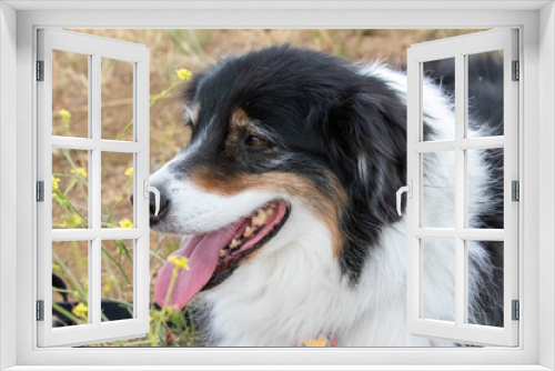 Fototapeta Naklejka Na Ścianę Okno 3D - Australian Shepherd Dog in Mustard Field