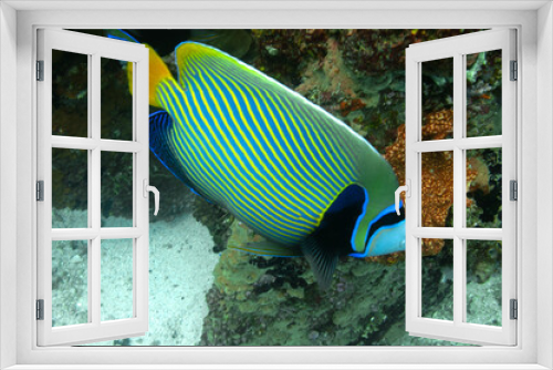 Fototapeta Naklejka Na Ścianę Okno 3D - The emperor angelfish (Pomacanthus imperator)