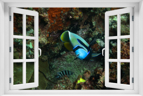 Fototapeta Naklejka Na Ścianę Okno 3D - The emperor angelfish (Pomacanthus imperator)