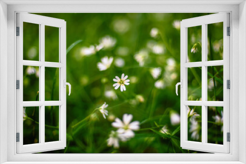 Fototapeta Naklejka Na Ścianę Okno 3D - white flowers wild stellaria holostea blooming in the forest