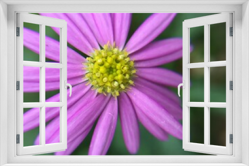 Fototapeta Naklejka Na Ścianę Okno 3D - Pink  Daisy