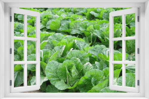 Fototapeta Naklejka Na Ścianę Okno 3D - A field of growing Chinese cabbage.   