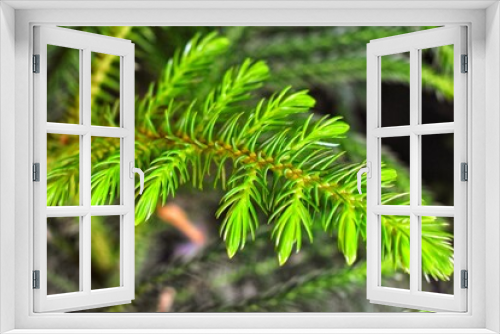 Fototapeta Naklejka Na Ścianę Okno 3D - Pine Leave