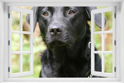 Fototapeta Naklejka Na Ścianę Okno 3D - Black Labrador