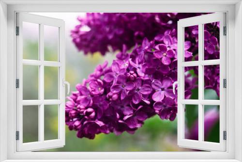 Fototapeta Naklejka Na Ścianę Okno 3D - Blooming purple lilac in the garden