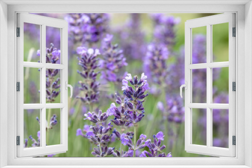 Fototapeta Naklejka Na Ścianę Okno 3D - Blooming fragrant lavender flowers on a field. Blurred lavender flower background