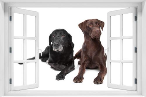 Fototapeta Naklejka Na Ścianę Okno 3D - black and brown Labrador Retriever