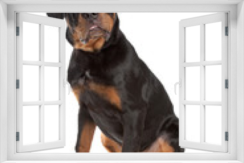 Fototapeta Naklejka Na Ścianę Okno 3D - Young rottweiler