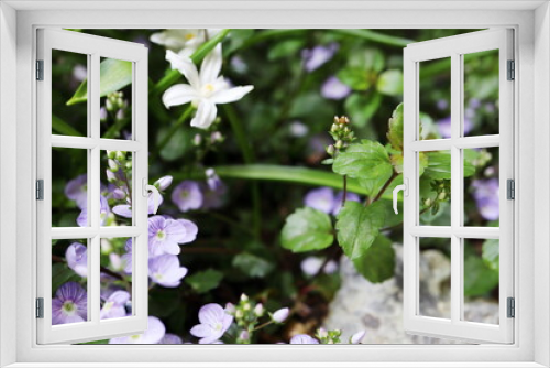 Fototapeta Naklejka Na Ścianę Okno 3D - 春の日陰の庭 ベロニカ(トラノオ) ウォーターペリーブルーの花