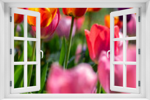 Fototapeta Naklejka Na Ścianę Okno 3D - Amazing garden field with tulips of various bright rainbow color petals, beautiful bouquet of colors in sunlight daylight