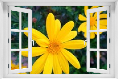 Fototapeta Naklejka Na Ścianę Okno 3D - Wild yellow daisy. Euryops pectinatus