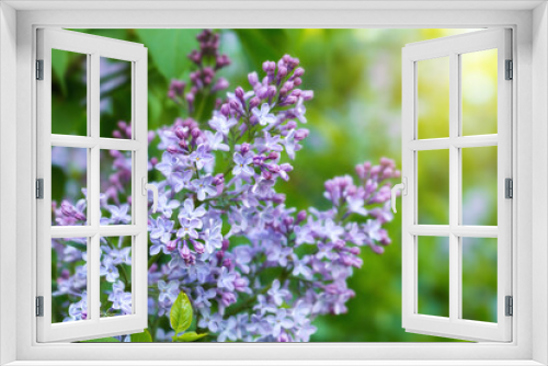 Fototapeta Naklejka Na Ścianę Okno 3D - Spring branch of blossoming lilac in nature