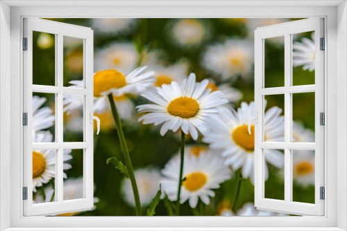 Fototapeta Naklejka Na Ścianę Okno 3D - Daisy flowers garden closeup