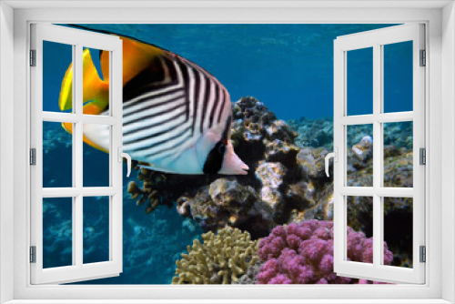 Fototapeta Naklejka Na Ścianę Okno 3D - Coral Reef With Great Hard And Soft Corals At The Bottom Of Tropical Sea