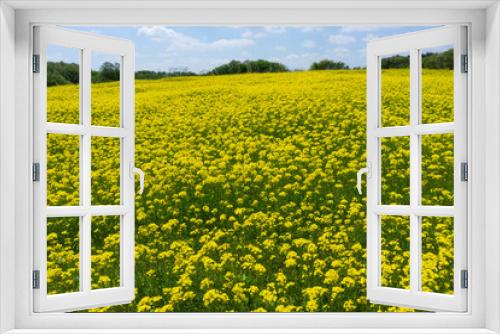 Fototapeta Naklejka Na Ścianę Okno 3D - 春の青空と菜の花畑