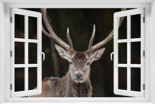 Fototapeta Naklejka Na Ścianę Okno 3D - Majestic red deer stag in forest. Animal in nature habitat