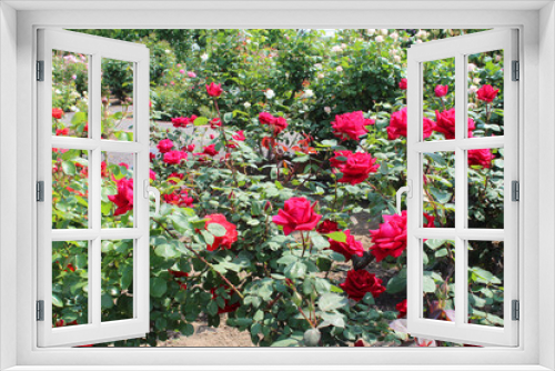 Fototapeta Naklejka Na Ścianę Okno 3D - 満開の薔薇